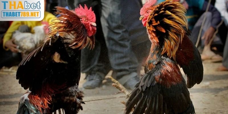 Phương Pháp Chăm Sóc Vết Thương Sau Đá Gà C1