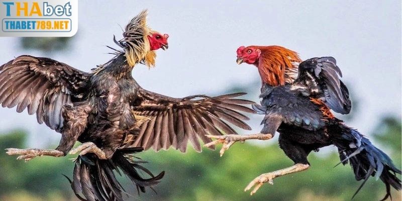 Biện Pháp Phòng Ngừa Và Đào Tạo Cho Đá Gà C1